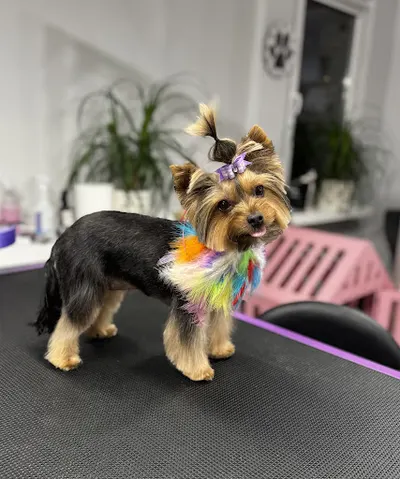 Salon Groomerski Syriusz Spa Zwierząt